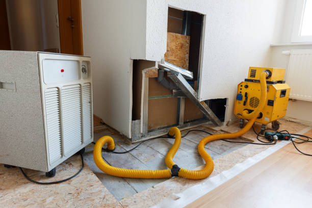 Best Black Mold Removal  in Lake Crystal, MN
