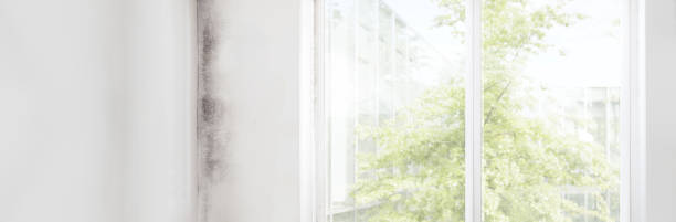 Best Mold Removal for HVAC Installations  in Lake Crystal, MN